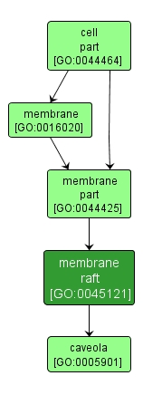 GO:0045121 - membrane raft (interactive image map)