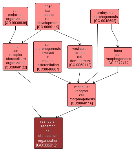 GO:0060121 - vestibular receptor cell stereocilium organization (interactive image map)