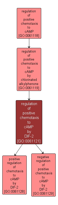GO:0061121 - regulation of positive chemotaxis to cAMP by DIF-2 (interactive image map)