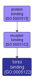 GO:0005122 - torso binding (interactive image map)