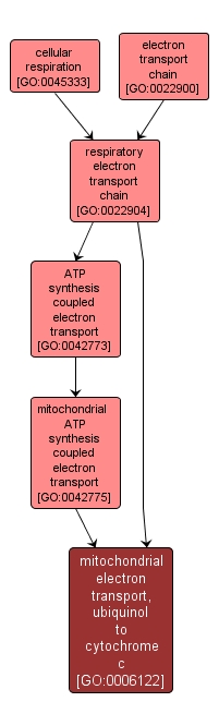 GO:0006122 - mitochondrial electron transport, ubiquinol to cytochrome c (interactive image map)