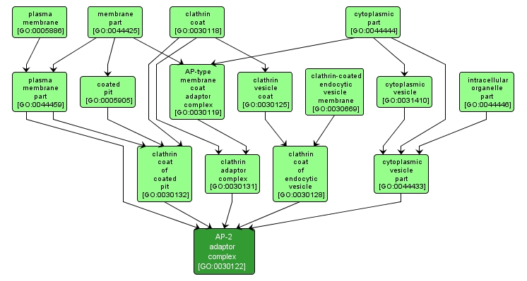 GO:0030122 - AP-2 adaptor complex (interactive image map)