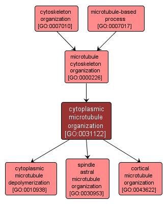 GO:0031122 - cytoplasmic microtubule organization (interactive image map)