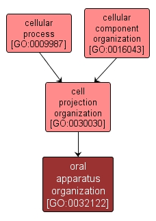GO:0032122 - oral apparatus organization (interactive image map)