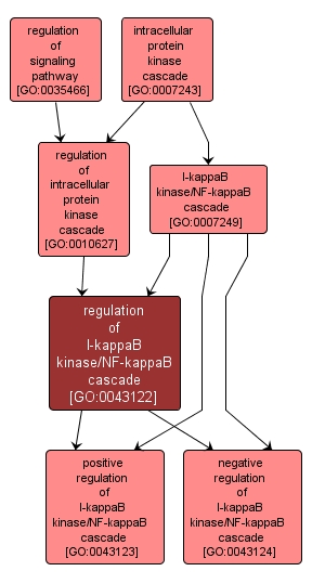 GO:0043122 - regulation of I-kappaB kinase/NF-kappaB cascade (interactive image map)