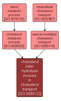GO:0090122 - cholesterol ester hydrolysis involved in cholesterol transport (interactive image map)