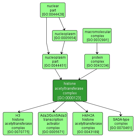 GO:0000123 - histone acetyltransferase complex (interactive image map)