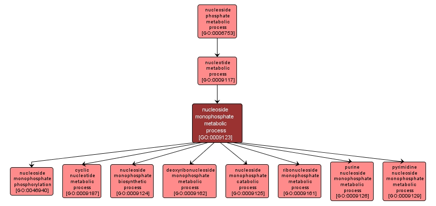 GO:0009123 - nucleoside monophosphate metabolic process (interactive image map)