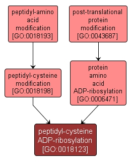 GO:0018123 - peptidyl-cysteine ADP-ribosylation (interactive image map)