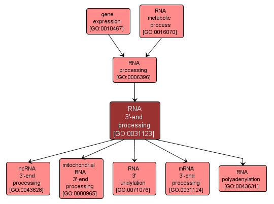 GO:0031123 - RNA 3'-end processing (interactive image map)
