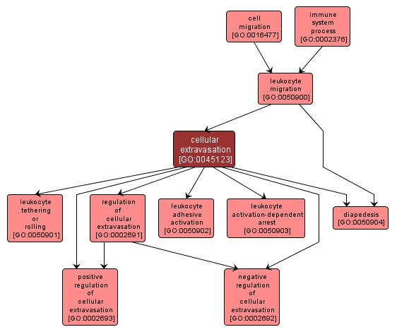 GO:0045123 - cellular extravasation (interactive image map)