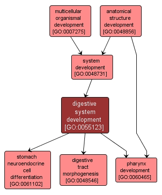 GO:0055123 - digestive system development (interactive image map)