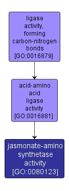 GO:0080123 - jasmonate-amino synthetase activity (interactive image map)