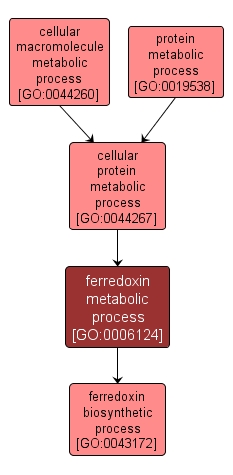 GO:0006124 - ferredoxin metabolic process (interactive image map)