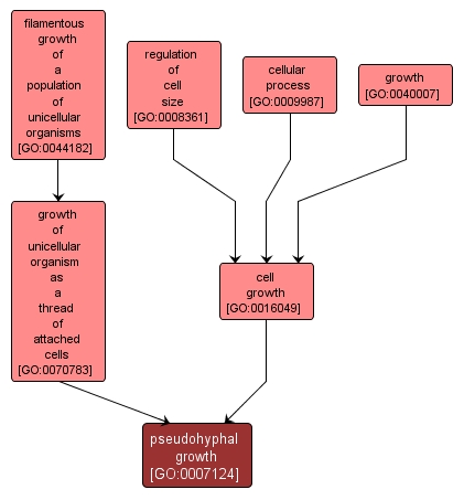 GO:0007124 - pseudohyphal growth (interactive image map)