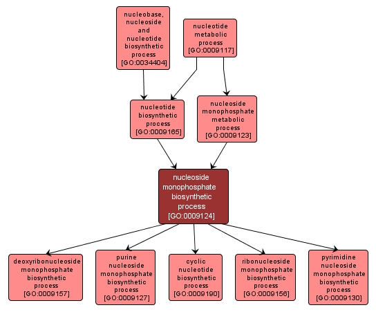 GO:0009124 - nucleoside monophosphate biosynthetic process (interactive image map)