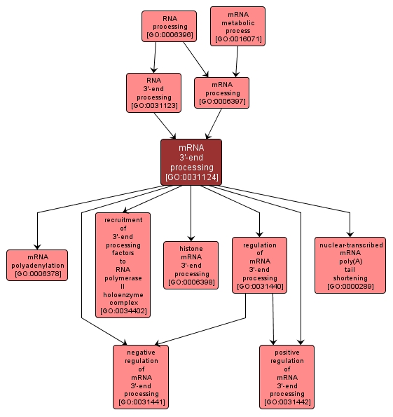 GO:0031124 - mRNA 3'-end processing (interactive image map)