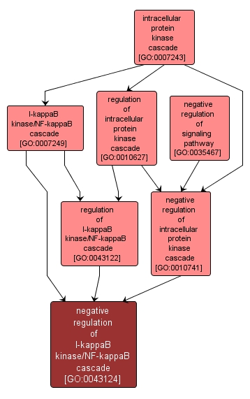 GO:0043124 - negative regulation of I-kappaB kinase/NF-kappaB cascade (interactive image map)