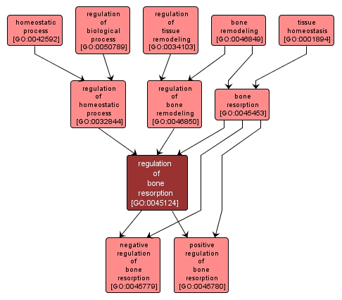 GO:0045124 - regulation of bone resorption (interactive image map)