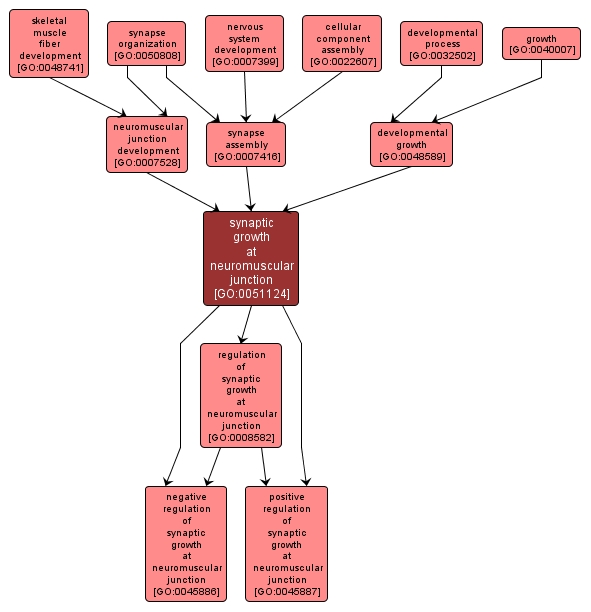 GO:0051124 - synaptic growth at neuromuscular junction (interactive image map)