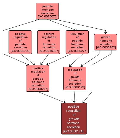 GO:0060124 - positive regulation of growth hormone secretion (interactive image map)