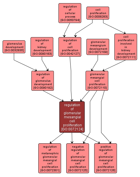 GO:0072124 - regulation of glomerular mesangial cell proliferation (interactive image map)