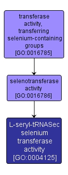 GO:0004125 - L-seryl-tRNASec selenium transferase activity (interactive image map)
