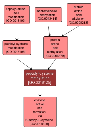 GO:0018125 - peptidyl-cysteine methylation (interactive image map)