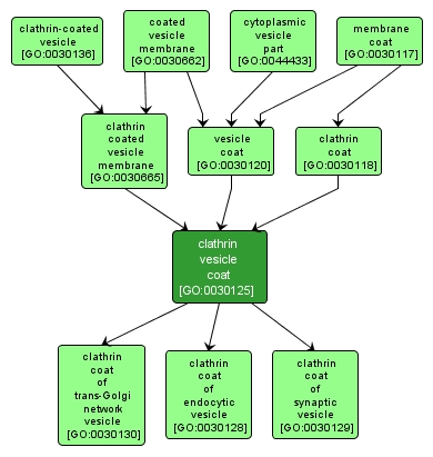 GO:0030125 - clathrin vesicle coat (interactive image map)