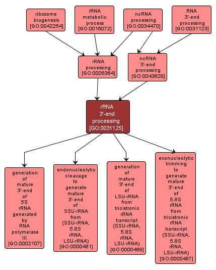 GO:0031125 - rRNA 3'-end processing (interactive image map)