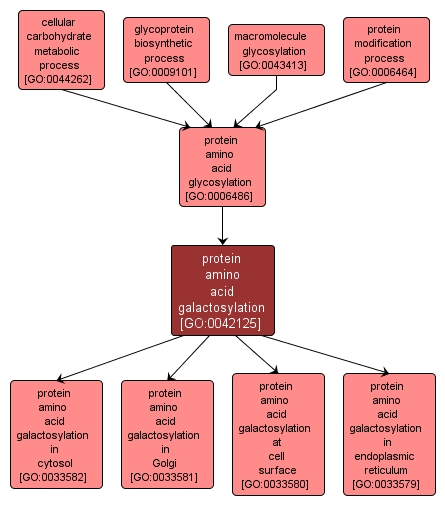 GO:0042125 - protein amino acid galactosylation (interactive image map)