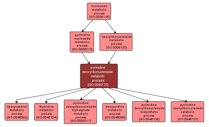 GO:0046125 - pyrimidine deoxyribonucleoside metabolic process (interactive image map)