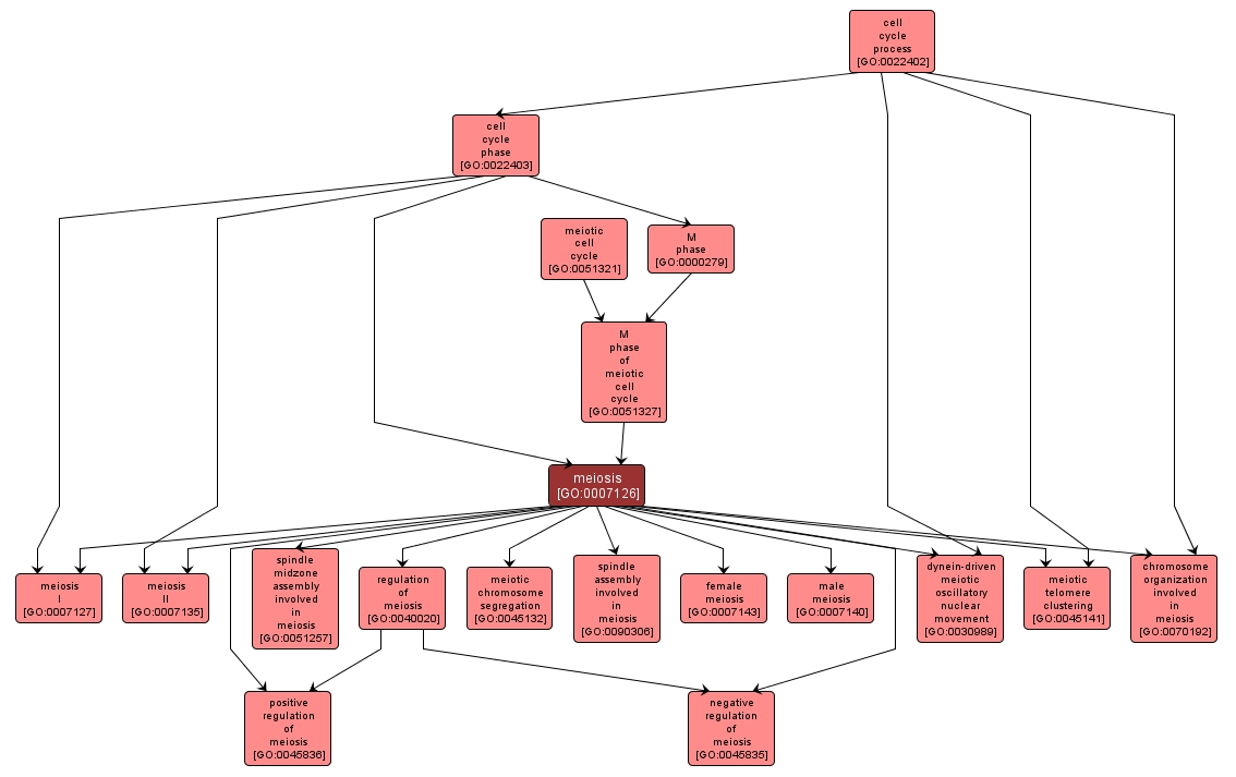 GO:0007126 - meiosis (interactive image map)