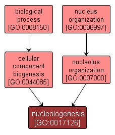 GO:0017126 - nucleologenesis (interactive image map)