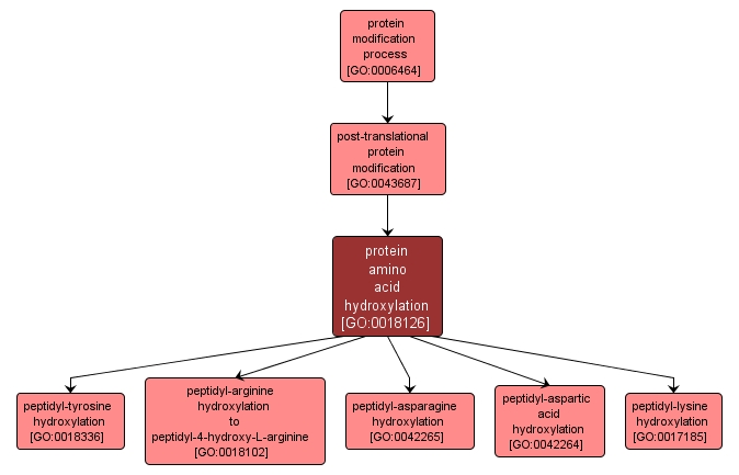 GO:0018126 - protein amino acid hydroxylation (interactive image map)