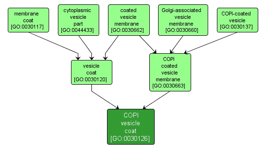 GO:0030126 - COPI vesicle coat (interactive image map)