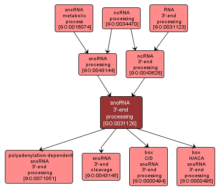 GO:0031126 - snoRNA 3'-end processing (interactive image map)