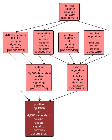 GO:0034126 - positive regulation of MyD88-dependent toll-like receptor signaling pathway (interactive image map)