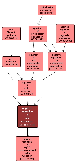 GO:0051126 - negative regulation of actin nucleation (interactive image map)