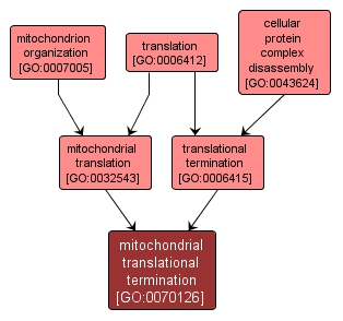 GO:0070126 - mitochondrial translational termination (interactive image map)