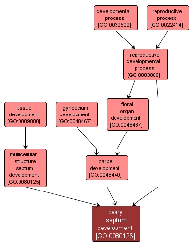 GO:0080126 - ovary septum development (interactive image map)