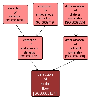 GO:0003127 - detection of nodal flow (interactive image map)