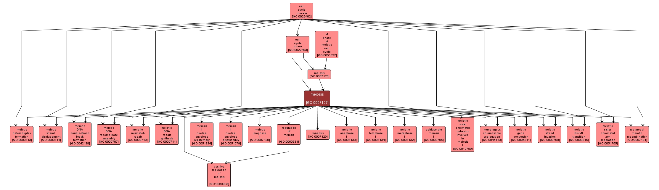 GO:0007127 - meiosis I (interactive image map)