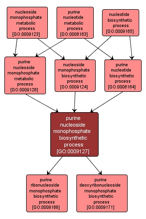 GO:0009127 - purine nucleoside monophosphate biosynthetic process (interactive image map)