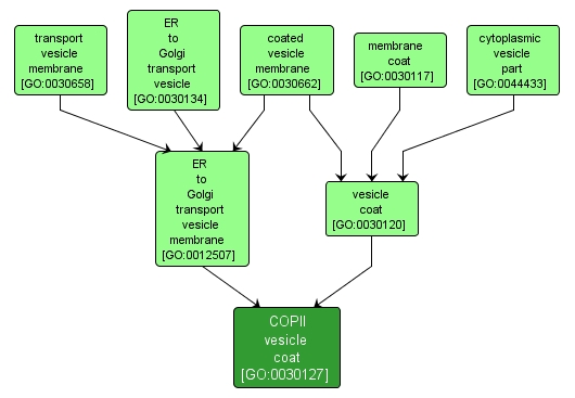 GO:0030127 - COPII vesicle coat (interactive image map)