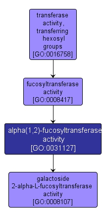 GO:0031127 - alpha(1,2)-fucosyltransferase activity (interactive image map)