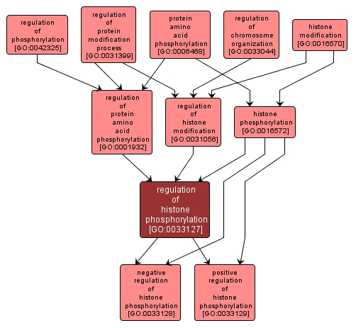 GO:0033127 - regulation of histone phosphorylation (interactive image map)