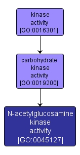 GO:0045127 - N-acetylglucosamine kinase activity (interactive image map)