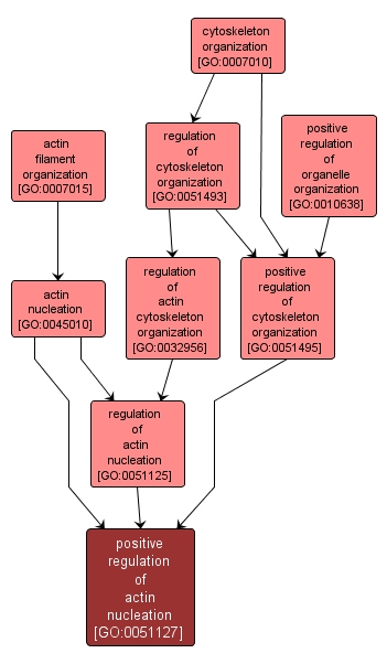 GO:0051127 - positive regulation of actin nucleation (interactive image map)