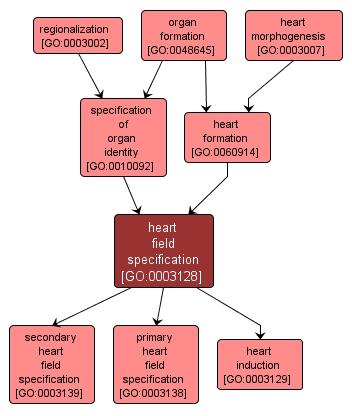 GO:0003128 - heart field specification (interactive image map)